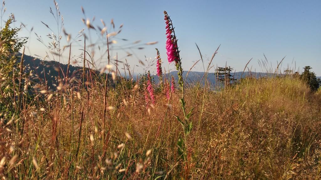 Pod Klimczokiem I Bed & Breakfast Szczyrk Dış mekan fotoğraf